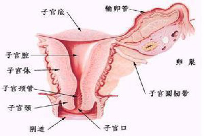 停经后子宫内膜厚0.7厘米
