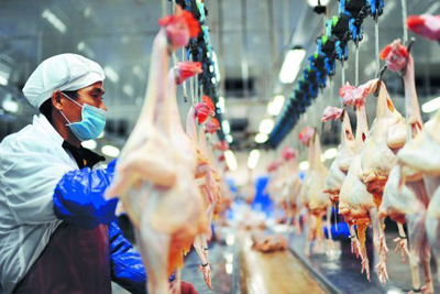 H5N2型禽流感