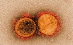接种新冠疫苗也能预防其他冠状病毒，为研制出“通用”冠状病毒疫苗奠定理论基础