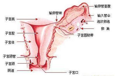 子宫腺肌症中药治疗