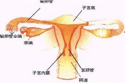 中医治疗子宫腺肌症