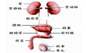 尿道炎吃什么药