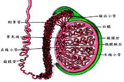 附睾囊肿
