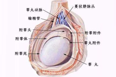 附睾囊肿