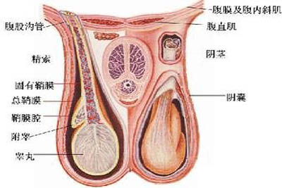 睾丸坠痛