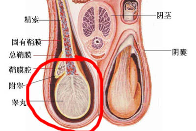 睾丸炎