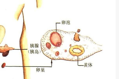 排卵障碍