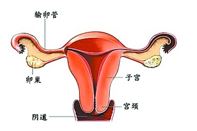 子宫腺肌症