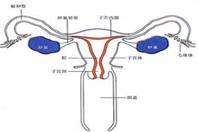 子宫腺肌症治疗方法