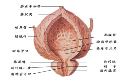 前列腺炎吃什么药