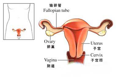 中药调理子宫内膜厚