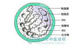 支原体感染