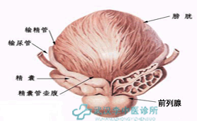 治前列腺炎的中药