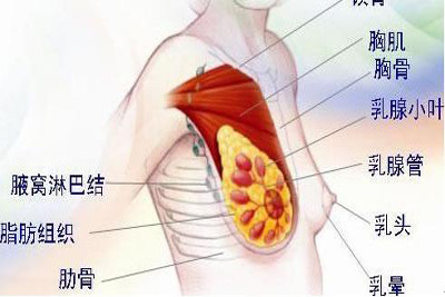乳腺癌的预防
