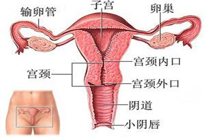 子宫发育不良