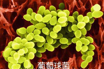 葡萄球菌
