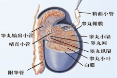 治疗睾丸炎、睾丸萎缩 选择中医最可靠