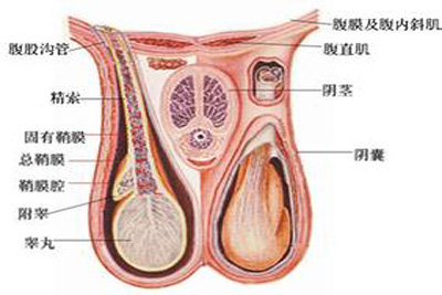 附睾结节