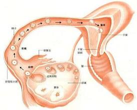 排卵障碍的检查