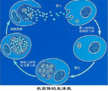 衣原体阳性怎么才能治愈