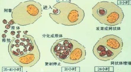 支原体感染的原因