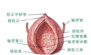 膀胱炎是怎么引起的