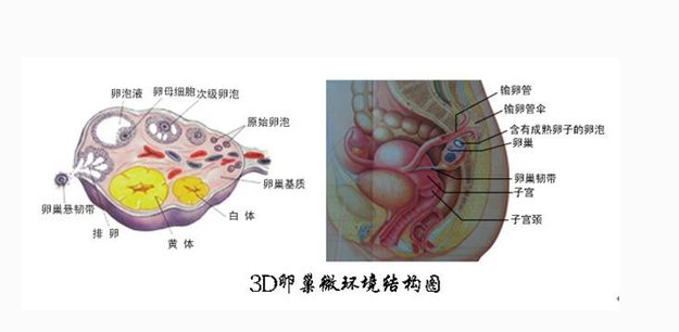 卵巢性不孕