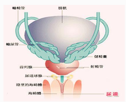 男性泌尿系统感染怎么办