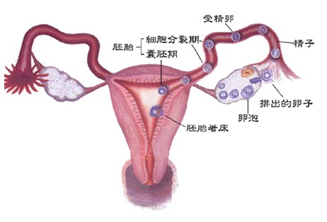 排卵期