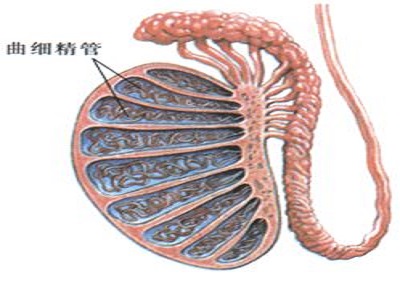 睾丸炎