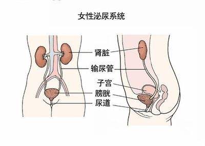 泌尿系统感染