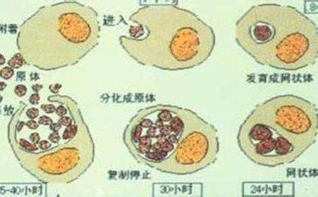 支原体感染