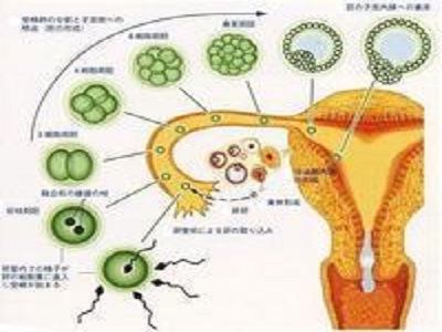 内分泌失调