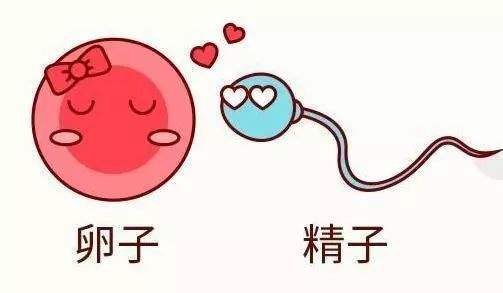 精子