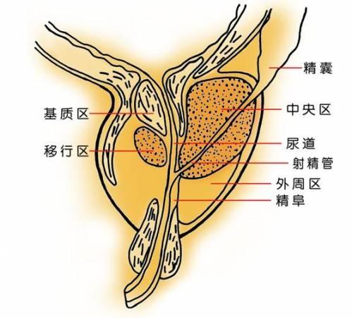 前列腺