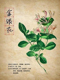 解毒消肿的中成药