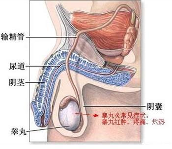 睾丸痛