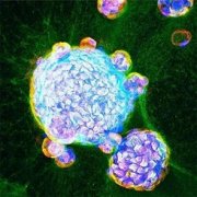 迄今最接近成人肺类器官培育成功，有助更好测试新冠药物效果和毒性