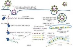 外媒：新冠或永久损伤男人性功能，一男子生殖器缩小3.8厘米