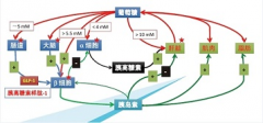 全球首创糖尿病新药获批上市 具有从源头上缓解病情的潜力